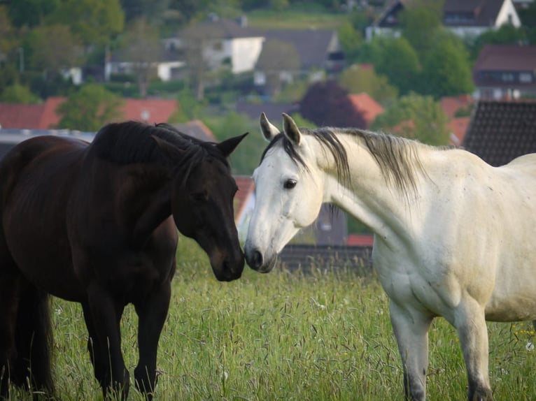 Hannoveriano Caballo castrado 14 años 162 cm Tordo in Osterode am Harz