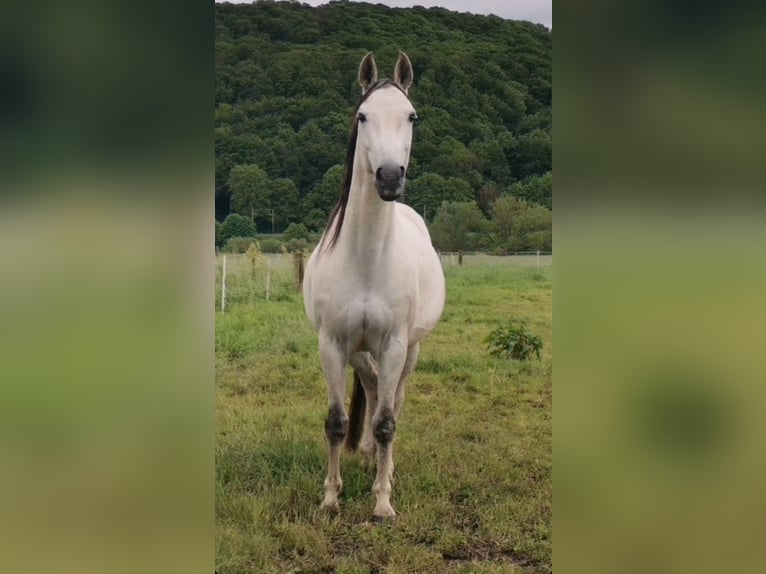 Hannoveriano Caballo castrado 14 años 162 cm Tordo in Osterode am Harz