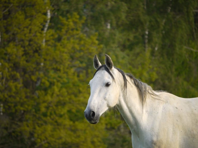 Hannoveriano Caballo castrado 14 años 162 cm Tordo in Osterode am Harz