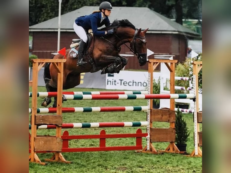 Hannoveriano Caballo castrado 14 años 163 cm Castaño in Ayeneux