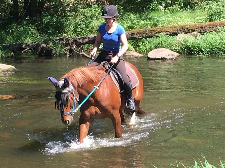Hannoveriano Caballo castrado 14 años 164 cm Alazán in M&#xFC;nsterhausen