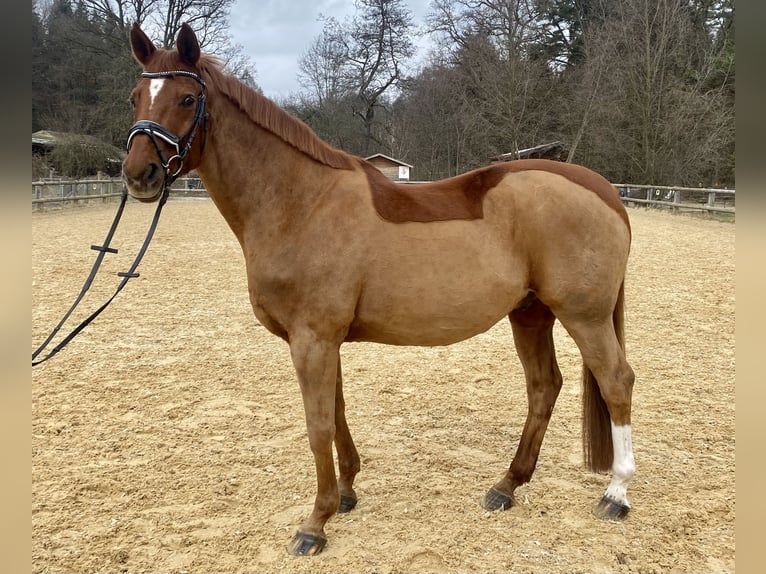 Hannoveriano Caballo castrado 14 años 165 cm Alazán in Weilheim in Oberbayern