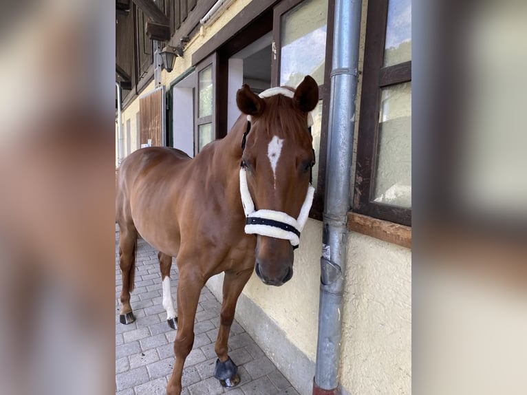 Hannoveriano Caballo castrado 14 años 165 cm Alazán in Weilheim in Oberbayern