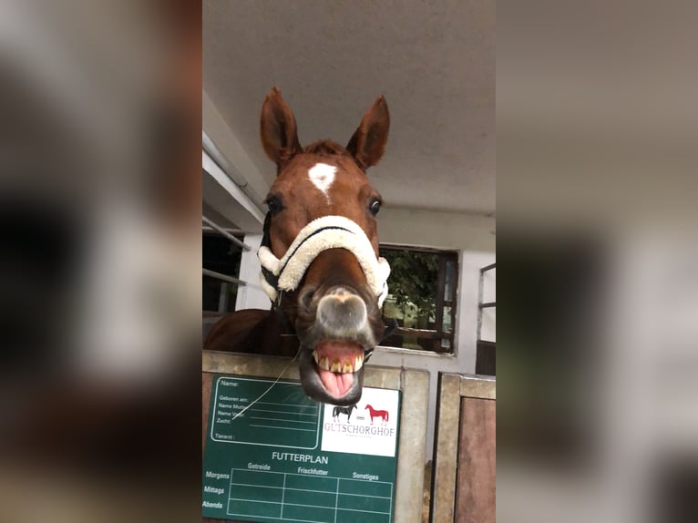 Hannoveriano Caballo castrado 14 años 165 cm Alazán in Weilheim in Oberbayern