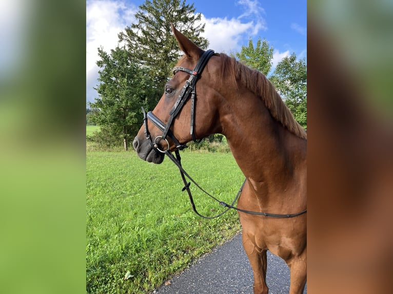 Hannoveriano Caballo castrado 14 años 165 cm Alazán in Weilheim in Oberbayern