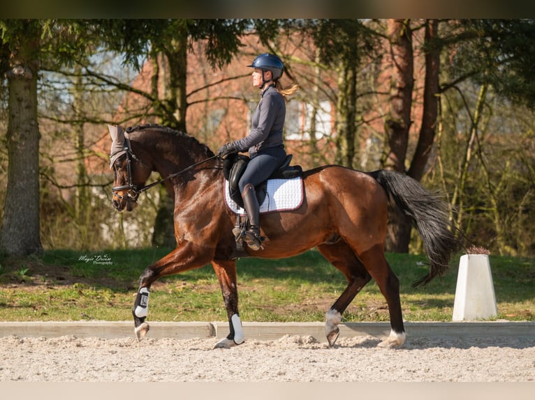 Hannoveriano Caballo castrado 14 años 165 cm Castaño oscuro in Ringe