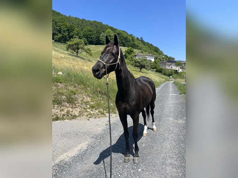 Hannoveriano Caballo castrado 14 años 165 cm Morcillo in Au