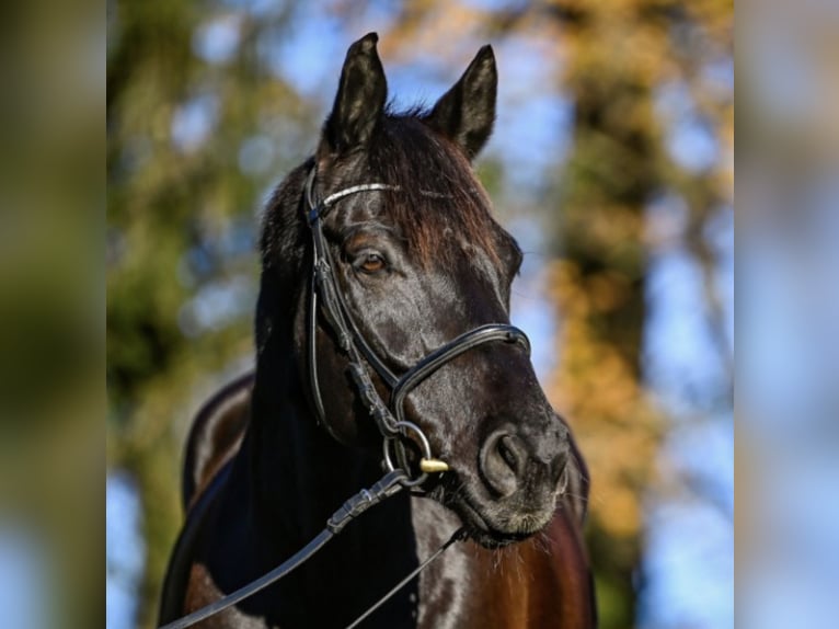Hannoveriano Caballo castrado 14 años 165 cm Morcillo in Au