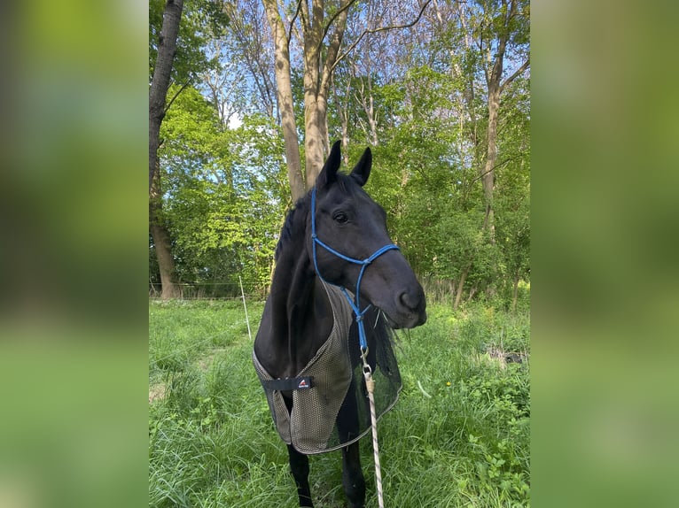 Hannoveriano Caballo castrado 14 años 166 cm Negro in WunstorfWunstorf