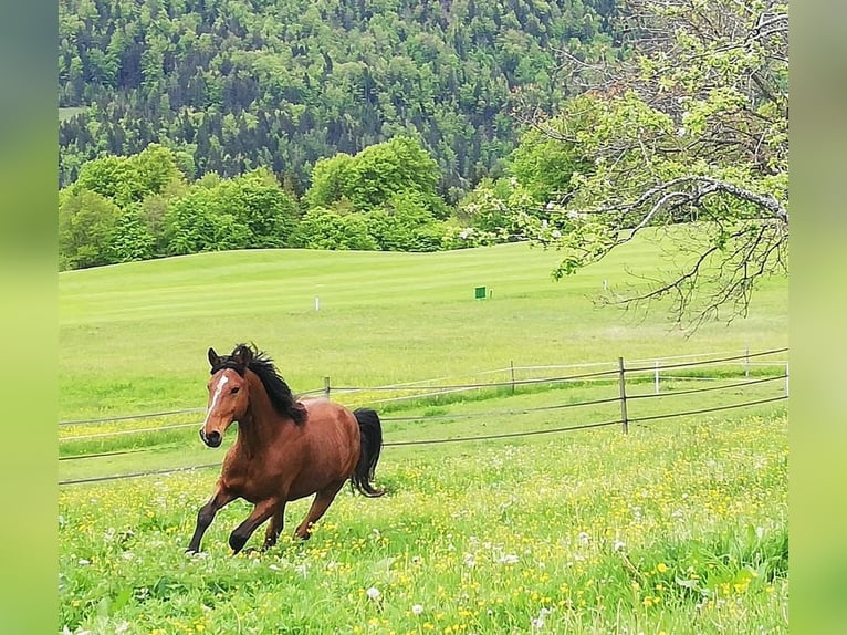 Hannoveriano Caballo castrado 14 años 167 cm Castaño in Kössen