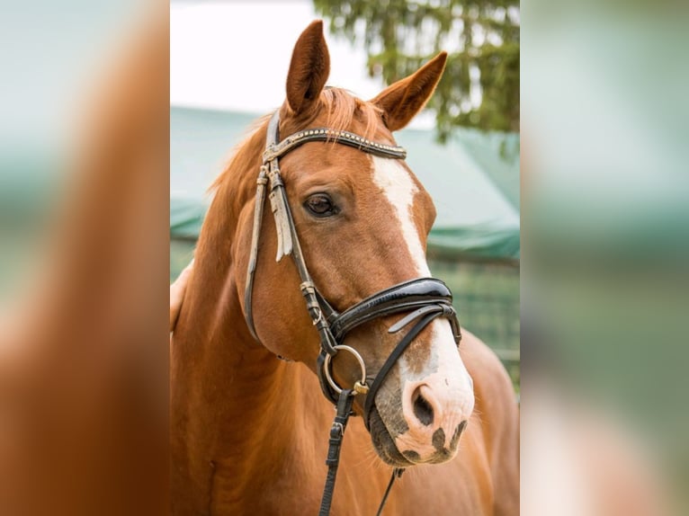 Hannoveriano Caballo castrado 14 años 168 cm Alazán in Osburg