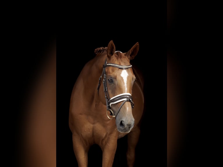 Hannoveriano Caballo castrado 14 años 168 cm Alazán in Wartenberg