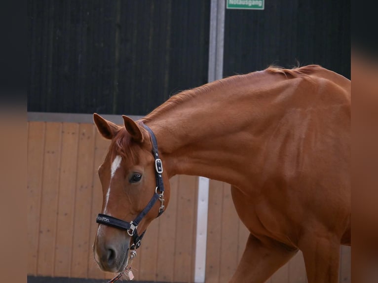 Hannoveriano Caballo castrado 14 años 168 cm Alazán in Petershagen