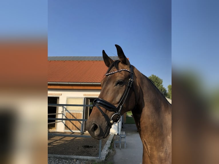 Hannoveriano Caballo castrado 14 años 168 cm Castaño in Leithaprodersdorf