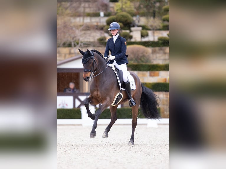 Hannoveriano Caballo castrado 14 años 168 cm Castaño oscuro in Maxdorf