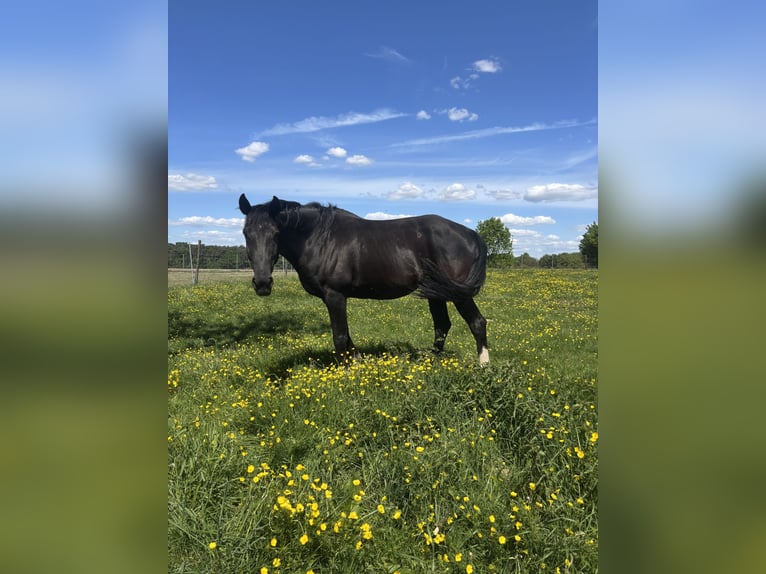 Hannoveriano Caballo castrado 14 años 168 cm Negro in Wesel