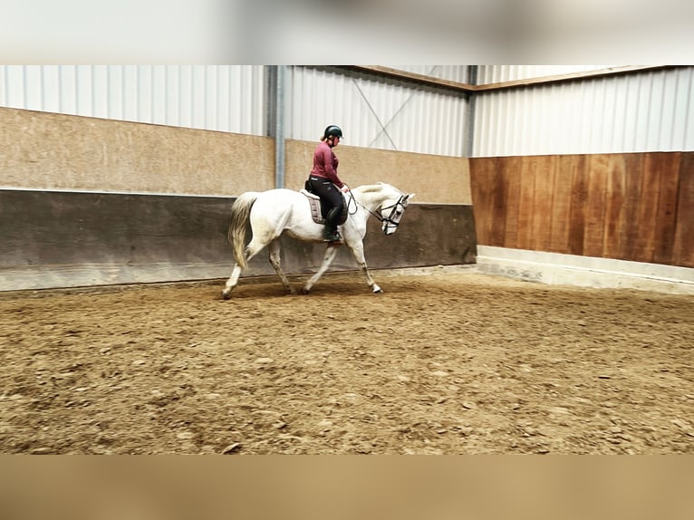 Hannoveriano Caballo castrado 14 años 168 cm Tordo rodado in Nordenham