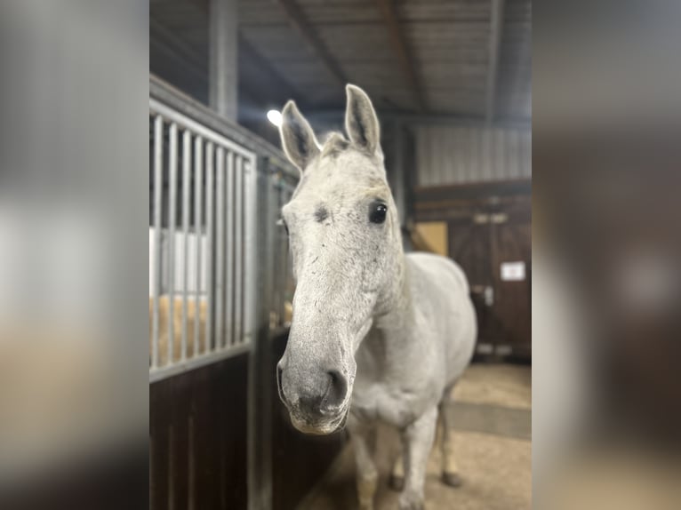 Hannoveriano Caballo castrado 14 años 168 cm Tordo rodado in Nordenham