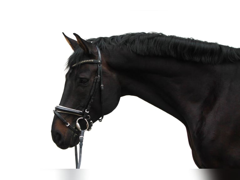 Hannoveriano Caballo castrado 14 años 169 cm Castaño oscuro in Horn-Bad Meinberg