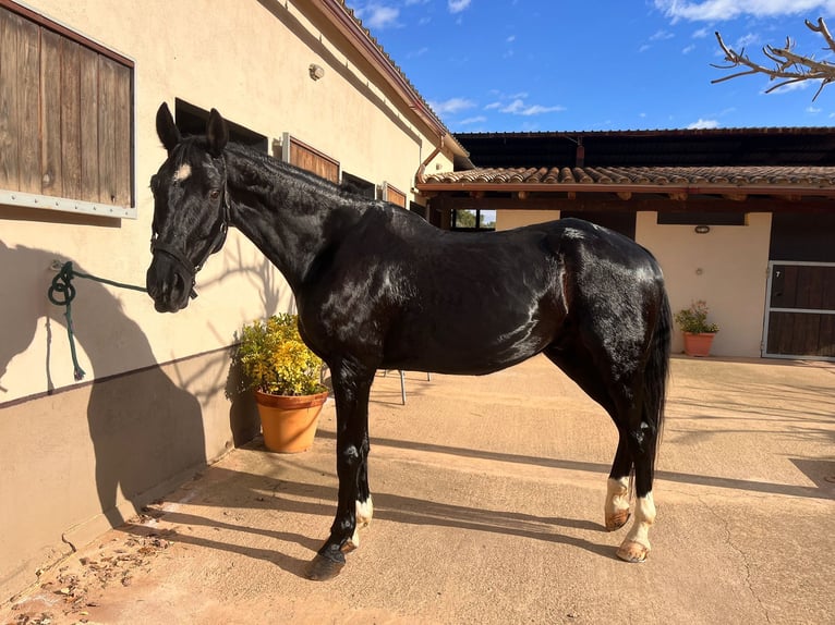 Hannoveriano Caballo castrado 14 años 169 cm Negro in PERATALLADA