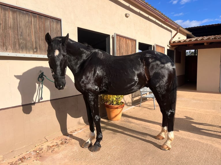 Hannoveriano Caballo castrado 14 años 169 cm Negro in PERATALLADA