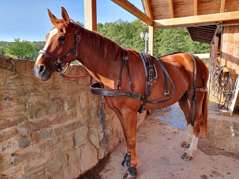 Hannoveriano Caballo castrado 14 años 170 cm Alazán in Bad Laasphe