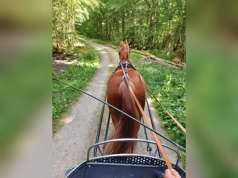 Hannoveriano Caballo castrado 14 años 170 cm Alazán in Bad Laasphe