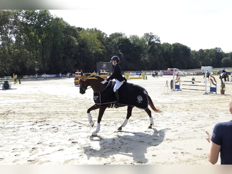 Hannoveriano Caballo castrado 14 años 170 cm Alazán in Lindlar