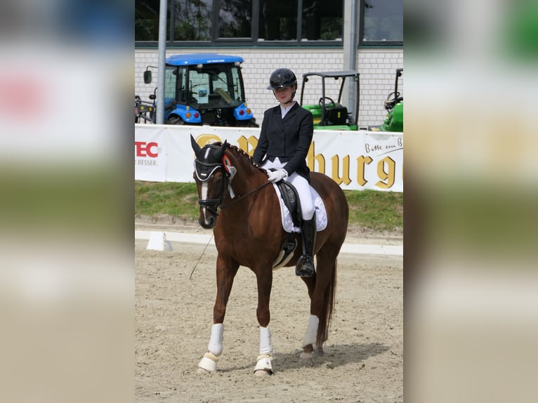 Hannoveriano Caballo castrado 14 años 170 cm Alazán in Lindlar