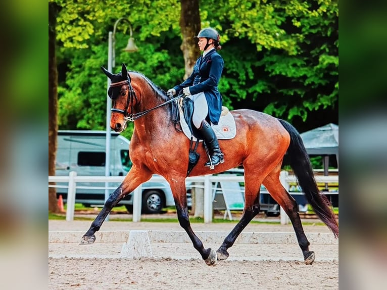 Hannoveriano Caballo castrado 14 años 170 cm Castaño oscuro in Salmbach