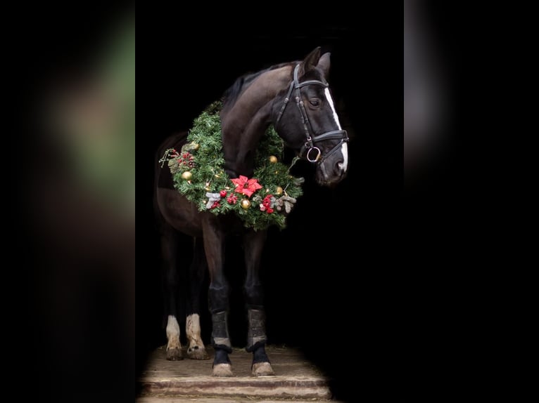 Hannoveriano Caballo castrado 14 años 170 cm Castaño oscuro in Winsen (Aller)