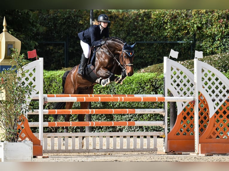 Hannoveriano Caballo castrado 14 años 170 cm Castaño oscuro in kronenberg