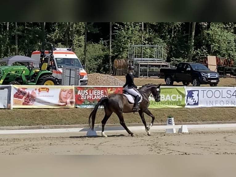 Hannoveriano Caballo castrado 14 años 170 cm Morcillo in Köln