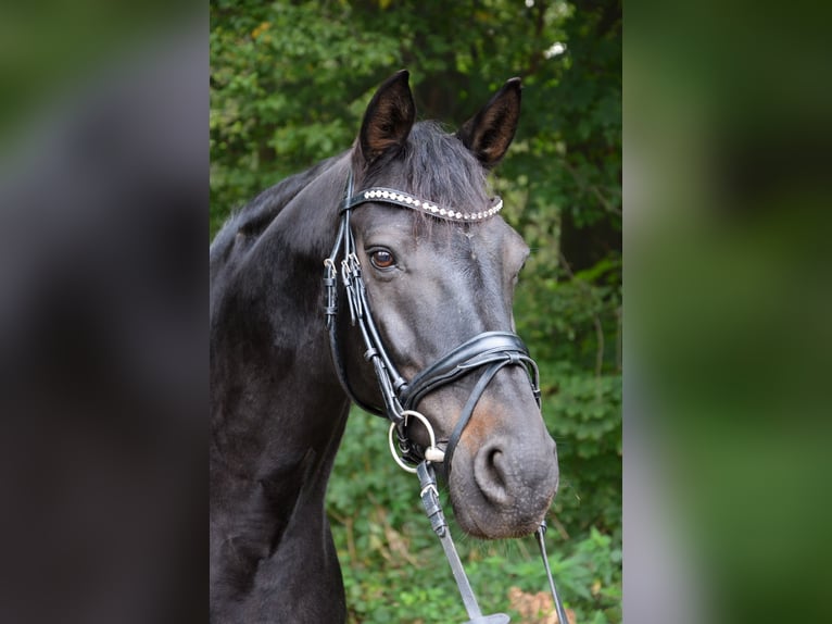 Hannoveriano Caballo castrado 14 años 170 cm Morcillo in Köln