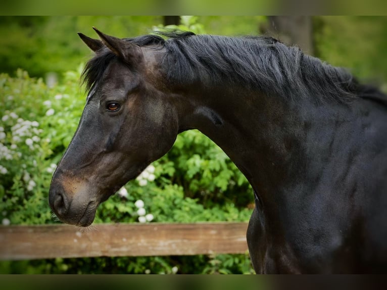 Hannoveriano Caballo castrado 14 años 170 cm Morcillo in Köln