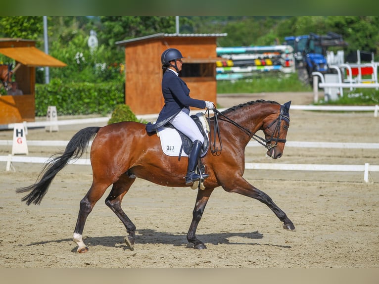 Hannoveriano Caballo castrado 14 años 171 cm Castaño in Bergisch Gladbach