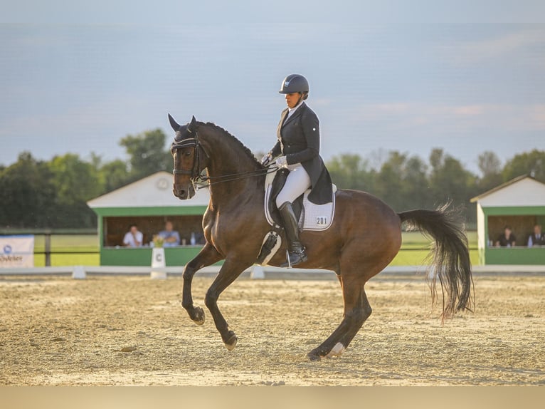 Hannoveriano Caballo castrado 14 años 171 cm Castaño in Bergisch Gladbach