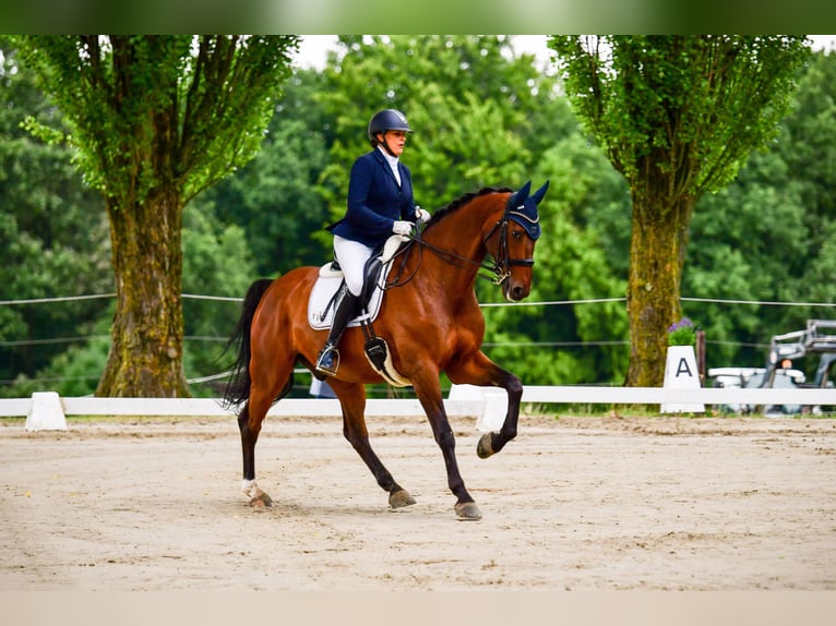 Hannoveriano Caballo castrado 14 años 171 cm Castaño in Bergisch Gladbach