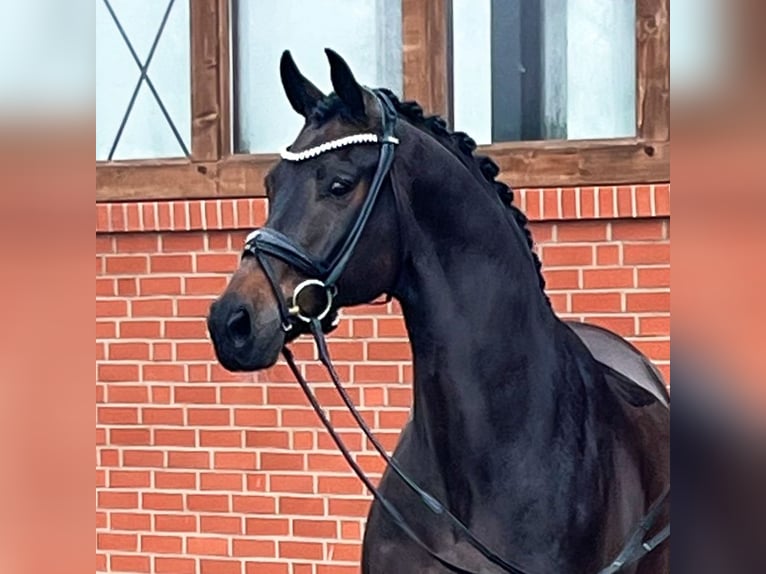 Hannoveriano Caballo castrado 14 años 171 cm Castaño oscuro in Verden