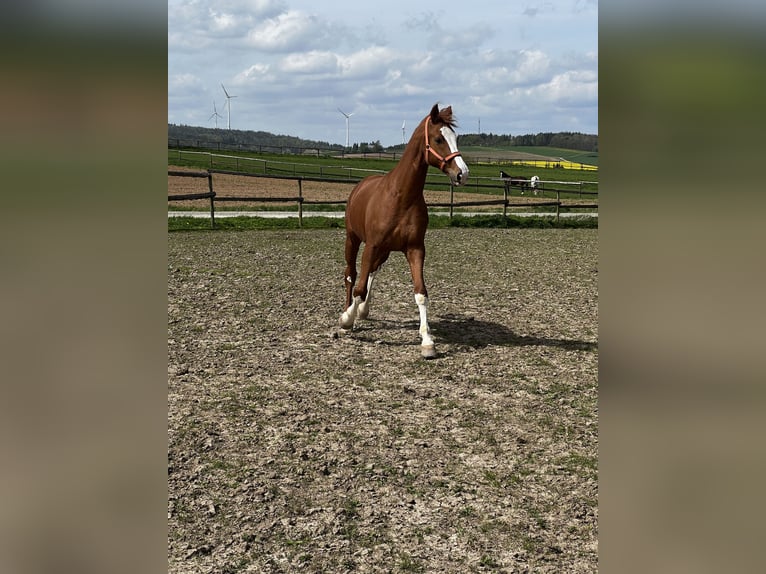 Hannoveriano Caballo castrado 14 años 172 cm Alazán in Eiterfeld