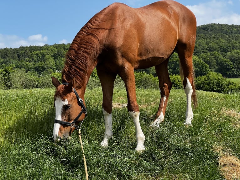 Hannoveriano Caballo castrado 14 años 172 cm Alazán in Eiterfeld