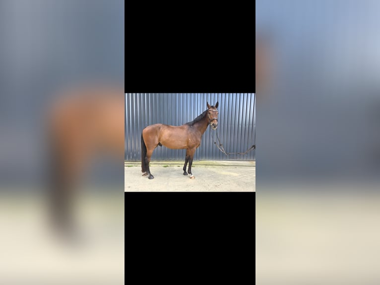 Hannoveriano Caballo castrado 14 años 173 cm Castaño in Stoetze