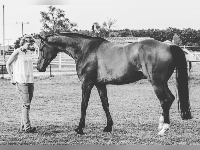 Hannoveriano Caballo castrado 14 años 173 cm Castaño in Wiesloch