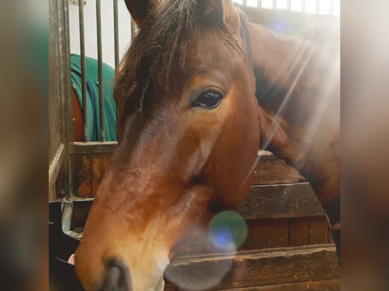 Hannoveriano Caballo castrado 14 años 173 cm Castaño in Wiesloch