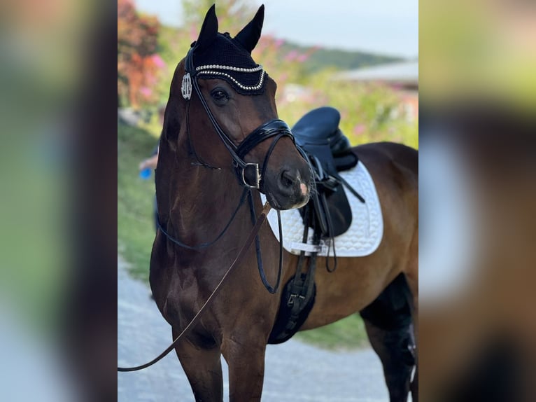 Hannoveriano Caballo castrado 14 años 173 cm Castaño oscuro in Velbert