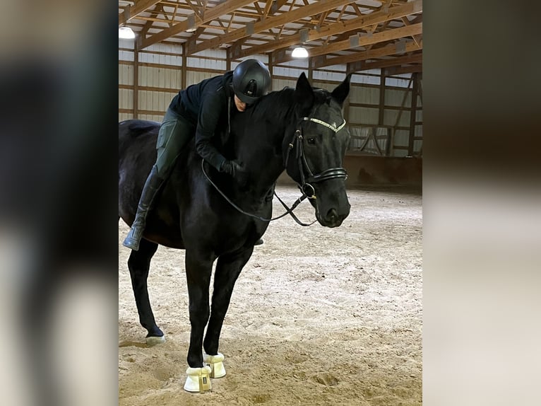 Hannoveriano Caballo castrado 14 años 173 cm Negro in Boulder, CO
