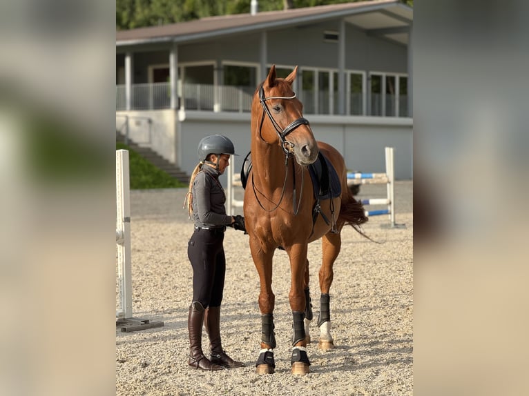 Hannoveriano Caballo castrado 14 años 174 cm Alazán in Küsnacht ZH