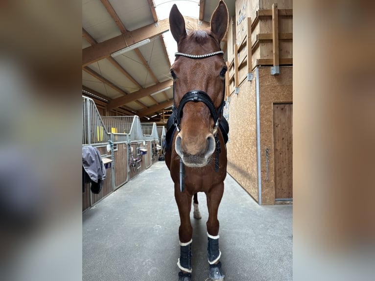 Hannoveriano Caballo castrado 14 años 174 cm Alazán in Küsnacht ZH