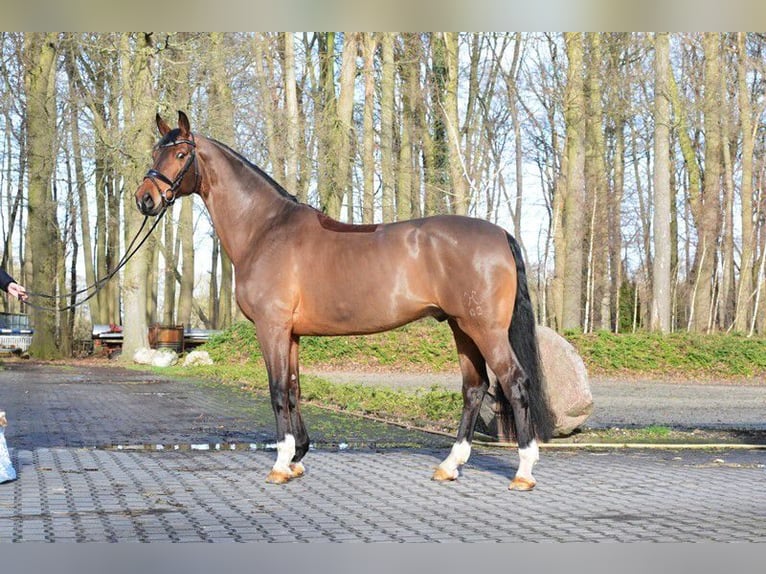Hannoveriano Caballo castrado 14 años 174 cm Castaño in Bad Dürrheim