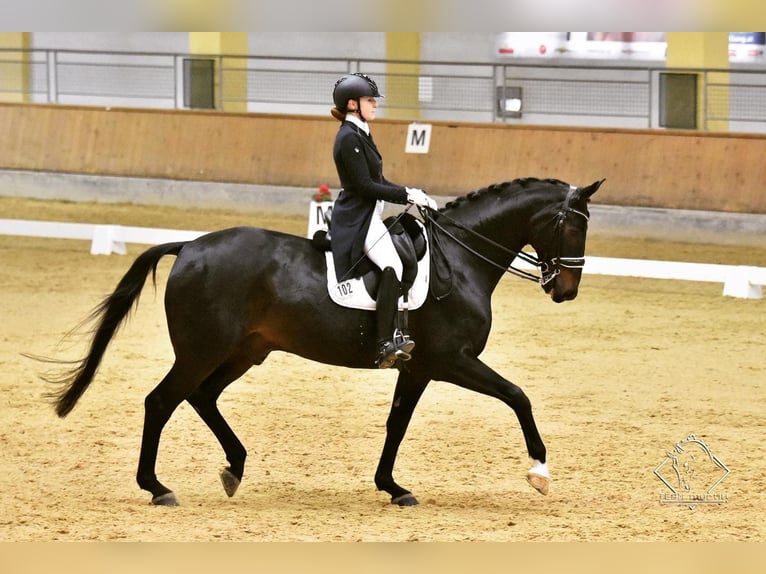 Hannoveriano Caballo castrado 14 años 174 cm Castaño oscuro in Neuss